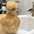 My Chicken S Christmas Bath Routine