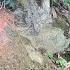 Amazing Harvesting Giant Tuber In The Forest Farm Life