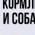 Почему Веды против кормления кошек и собак в доме