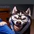 Chihuahua Pranks Its Dad But Memes
