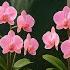 Pour 1 Spoon Every Week Orchids Grow New Roots And Bloom Immediately
