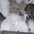 3 Ona Quyon Quyon Rabbit Rek Shortvideo Cuterabbit Cute