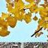 Ginkgo Biloba The Tree Of Life