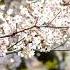 Cherry Blossom Flower Pedals Falling