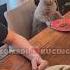 Tidak Bersyukur Pendek Kucing