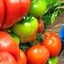 Amazing How Women Harvest Alaska Tomato The Type Of Tomato That Contains The Most Nutrition