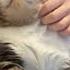 啊 真的教猫醉生梦死 舒服上天了