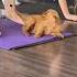 Golden Retriever Chaos Laughter And Love Families Connect And Recharge This Holiday Season