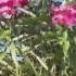 Desert Willow In Bloom