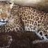 Leopard Rescued From A 20 Ft Deep Well In Uttar Pradesh