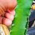 Thinning Buds On Dragon Fruit Plant