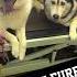 I May Not Be A Show Groomer But I Am A Blessed Groomer Any Drop Doggroomer Businessowner