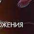 Вячеслав Дубынин Система размножения Лекция 15