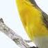 A Bird With A Lot To Say Birdcall