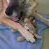 AHHHHH Edit Cutedog Viral Dog Cute Gerda Funny Funnydog Fypシ Viral