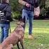 Belgian Malinois Protecting Kid