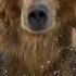 Russian Bears And Balalaika Music