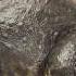 Haya Animals Animales Happy Birthday