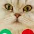 Stephen Oncall Viralvideokids Catshorts Kidsshorts Funnycat Cutekitten Viralshorts Ringtone