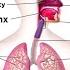 The Respiratory System