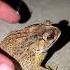 Catching TOAD GO GO For Funny Froggy Jump Fun For Laugh Wild People On Food Ft Funny Frogs