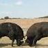 Angry Bulls Fighting