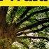 Each And All By Ralph Waldo Emerson Summary Each And All By Ralph Waldo Emerson Analysis