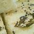 Instant Rava Dhokla एकदम फ ल फ ल स ज क ढ कल झटपट बन य Suji Ka Dhokla