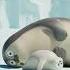 Baby Seal S Sealy Mealtime 031 SEALOOK Shorts
