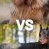 Doberman Dog German Shepherd Dog And Rottweiler Dog Vs Pitbull Terrier Khatarnak Pitbull Dog