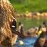 Ducks Quacking Eating And Splashing On The River Relaxing Sounds Of Nature