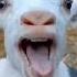 Cute Animal Sounds Cute Baby Laughing Viral Ytshorts Youtubesuorys