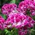 Philip Glass Violin Concerto Movement II Adele Anthony Violin