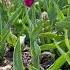 Tulips Lilacs Love Oldies Coversong Singer Song Vintage Music Flowers Garden