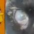 Homer Simbson Vs Zorka