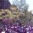Yom HaZikaron 11 AM Moment Of Remembrance