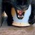 Black Jaguar Attacks Woman Shorts