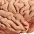 Happy Brain Chemicals Dopamine Serotonin Oxytocin Endorphin