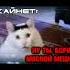 Скайнет отчитывает мясного мешка Shorts