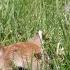 Backyard Fawn