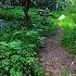 Rescuing RSPCA Preston Dangerous Trees Lost Memorial Garden