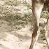 Donkey Waiting For Male Donkey Donkey Meet Donkey