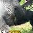The Strength Of The Silverback Gorilla Silverbackgorilla