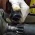 Starter Motor Bendix Drive In Action