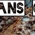 Le Pain Noir Sans Gluten Audreyfoodies
