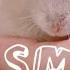 ASMR Hamster Eating Peanuts And Cucumbers Boro English