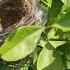 Nightingale Home Birdslover Nightingale Home Birds Savebirds Naturelover Savenature Pakshi Bulbul