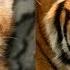 Are Domestic Cats Like Tigers