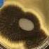 Культура черного аспергилла на чашке Петри Aspergillus Niger