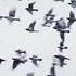 The Core 1 9 Movie CLIP The Birds 2003 HD